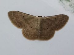 Scopula parodites