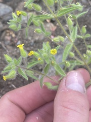 Mimetanthe pilosa