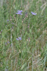 Lactuca pulchella