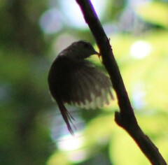 Sitta carolinensis