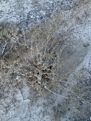 Mentzelia leucophylla