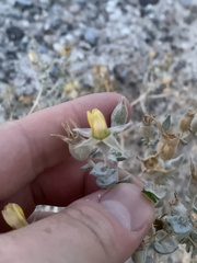 Mentzelia leucophylla