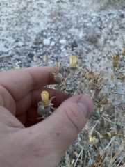 Mentzelia leucophylla