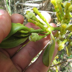 Dendrophthora clavata