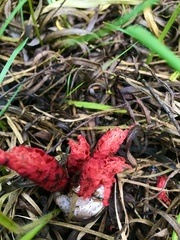 Clathrus archeri