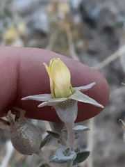 Mentzelia leucophylla