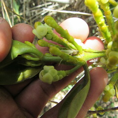 Dendrophthora clavata