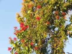 Triplaris americana