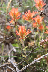 Castilleja pruinosa