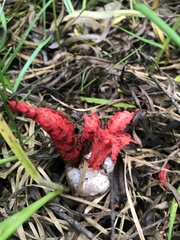 Clathrus archeri