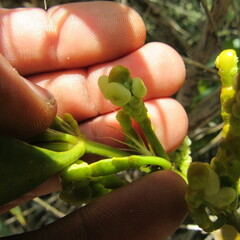 Dendrophthora clavata