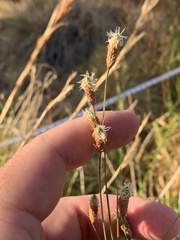 Fimbristylis thermalis