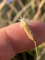 Fimbristylis thermalis