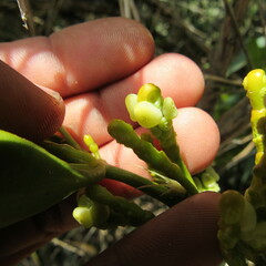 Dendrophthora clavata