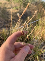Fimbristylis thermalis