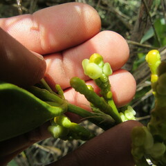 Dendrophthora clavata