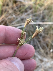 Fimbristylis thermalis