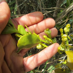 Dendrophthora clavata