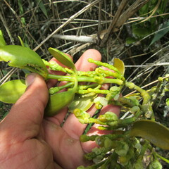 Dendrophthora clavata