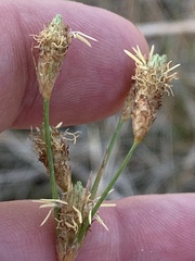 Fimbristylis thermalis