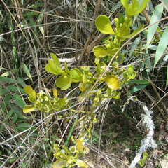 Dendrophthora clavata