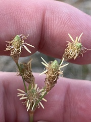 Fimbristylis thermalis