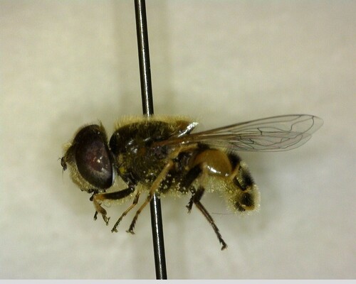 iNaturalist observation photo of Eurasian Drone Fly