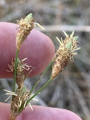 Fimbristylis thermalis