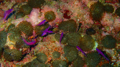 Mirolabrichthys pascalus