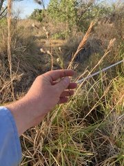Fimbristylis thermalis