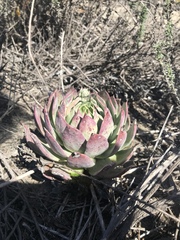 Dudleya brittonii