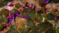 Mirolabrichthys pascalus