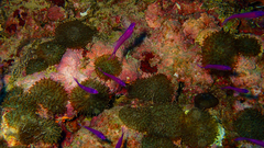 Mirolabrichthys pascalus