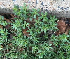Portulaca oleracea