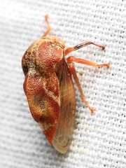 Xantholobus muticus