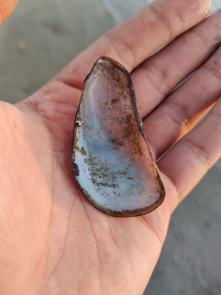 Bicolor Mussel