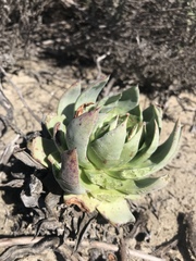 Dudleya brittonii