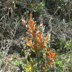 Gaiadendron punctatum