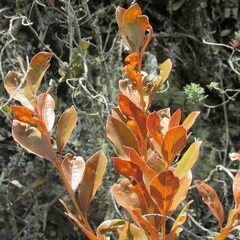 Gaiadendron punctatum