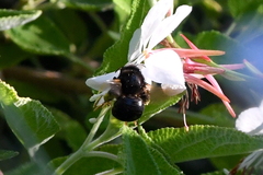 Xylocopa tabaniformis orpifex