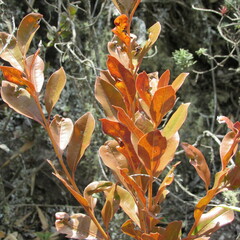 Gaiadendron punctatum