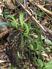 Bulbophyllum umbellatum