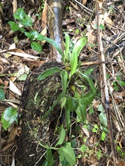 Bulbophyllum umbellatum
