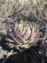 Dudleya brittonii