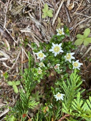 Gentiana douglasiana