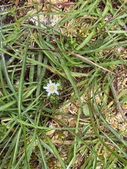Gentiana douglasiana
