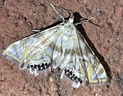 Petrophila canadensis