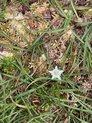 Gentiana douglasiana