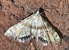Petrophila canadensis