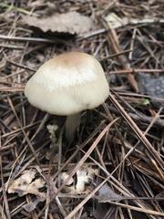 Marasmius nigrodiscus